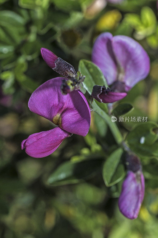 Pickeringia montana，俗称荠菜。它是加州特有的，在加州索诺玛县的玛雅卡玛斯山保护区被发现。